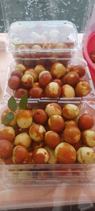 고풍마님님의 [팜춘문예] 짧은 시 쓰기| 2024 · 참여글 작성글 사진