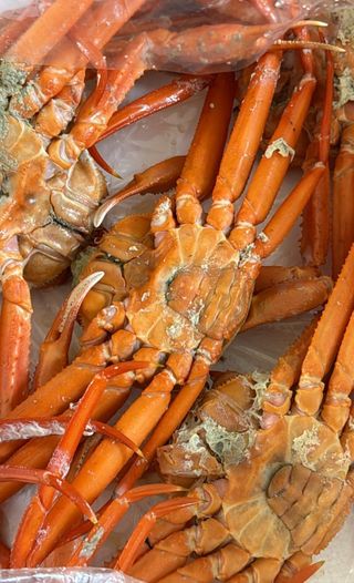 노가네수산님의 자유주제 · 사진전 작성글 사진