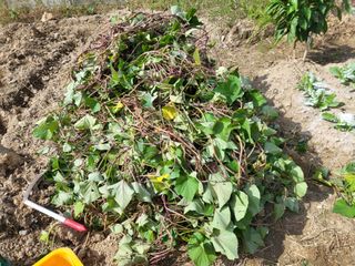 조상희님의 자유주제 · 자유게시판 작성글 사진