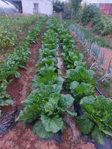 팜모닝 파·영농일지 게시글 이미지