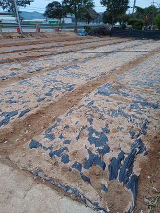 이철우님의 마늘 · 영농일지 작성글 사진