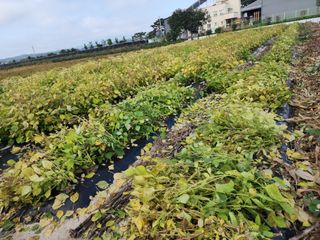 아침못자연농원님의 들깨 · 영농일지 작성글 사진