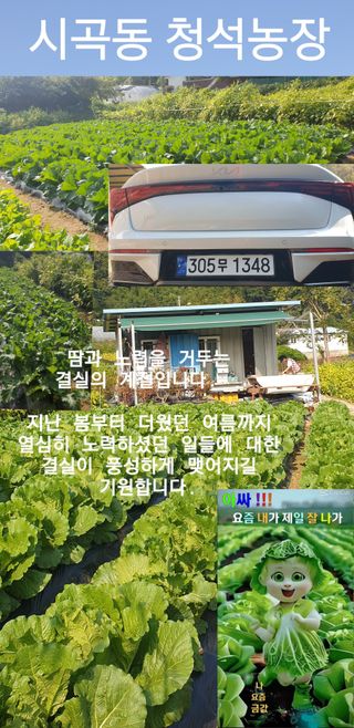 Kns4324님의 배추 · 영농일지 작성글 사진