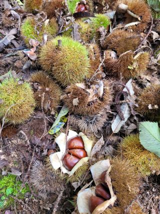 홍가네수정농장님의 기타작물 · 영농일지 작성글 사진