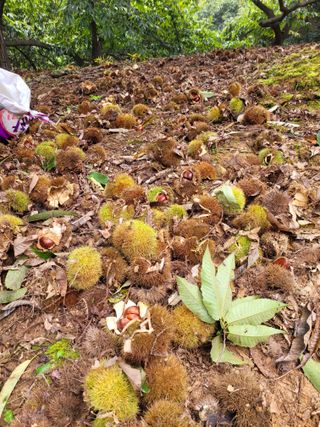 홍가네수정농장님의 기타작물 · 영농일지 작성글 사진