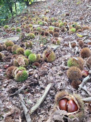 홍가네수정농장님의 기타작물 · 영농일지 작성글 사진