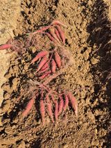 팜모닝 고구마·영농일지 게시글 이미지