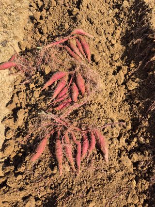 동부0079님의 고구마 · 영농일지 작성글 사진