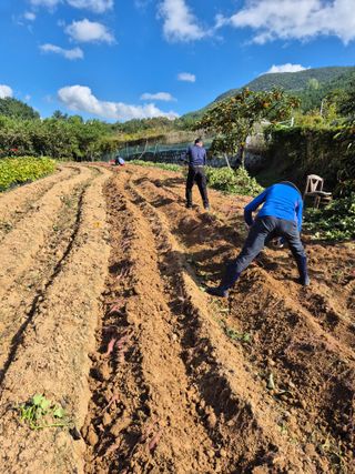 동부0079님의 고구마 · 영농일지 작성글 사진