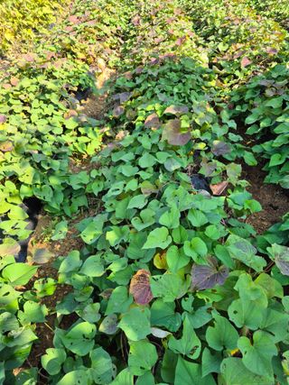 동부0079님의 고구마 · 영농일지 작성글 사진