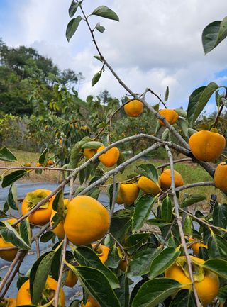 조영운님의 [팜춘문예] 짧은 시 쓰기| 2024 · 참여글 작성글 사진