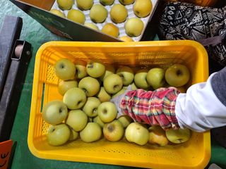 조순자님의 사과 · 영농일지 작성글 사진