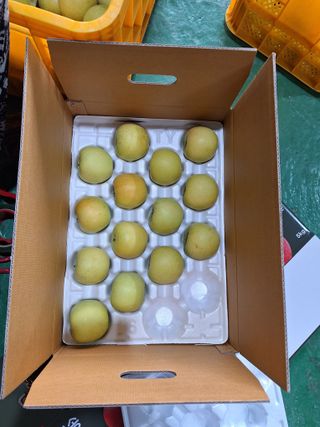 조순자님의 사과 · 영농일지 작성글 사진