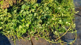 박순덕님의 자유주제 · 자유게시판 작성글 사진