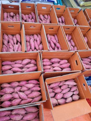 해바우님의 고구마 · 영농일지 작성글 사진