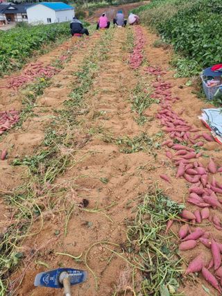 해바우님의 고구마 · 영농일지 작성글 사진