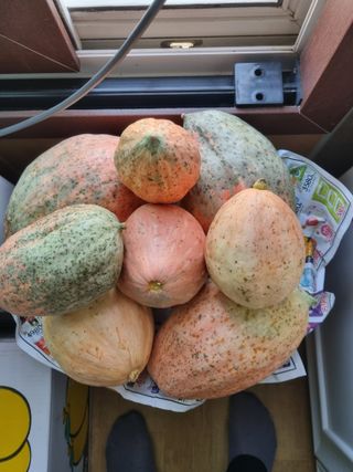 해바우님의 고구마 · 영농일지 작성글 사진