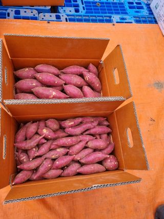 해바우님의 고구마 · 영농일지 작성글 사진