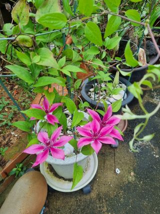 해바우님의 고구마 · 영농일지 작성글 사진