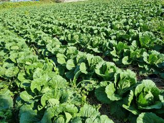 진여화 농원님의 [팜춘문예] 짧은 시 쓰기| 2024 · 참여글 작성글 사진