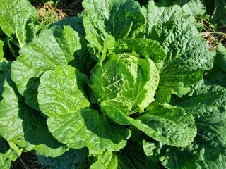 진여화 농원님의 [팜춘문예] 짧은 시 쓰기| 2024 · 참여글 작성글 사진