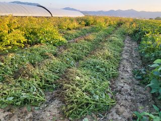 서명석님의 들깨 · 영농일지 작성글 사진