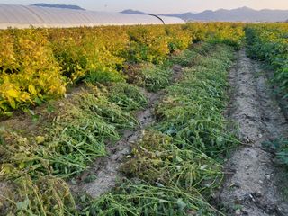 서명석님의 들깨 · 영농일지 작성글 사진
