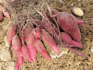 둥근마지기님의 고추 · 영농일지 작성글 사진