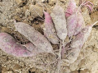 둥근마지기님의 고추 · 영농일지 작성글 사진