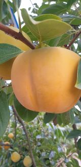 팜모닝 자유주제·자유게시판 게시글 이미지