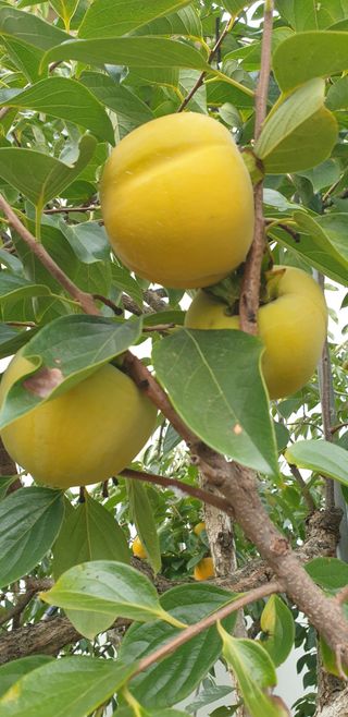 배창섭님의 자유주제 · 자유게시판 작성글 사진