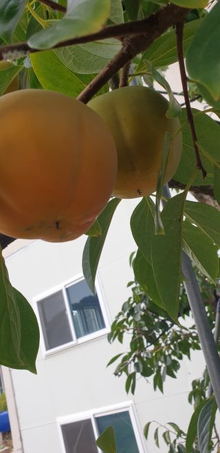 배창섭님의 자유주제 · 자유게시판 작성글 사진