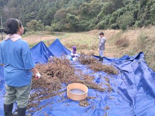 벼22905님의 들깨 · 영농일지 작성글 사진