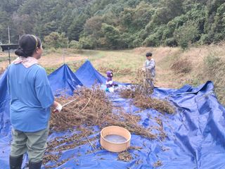 벼22905님의 들깨 · 영농일지 작성글 사진