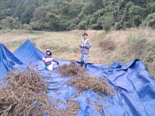 벼22905님의 들깨 · 영농일지 작성글 사진