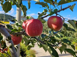 조재윤님의 사과 · 영농일지 작성글 사진