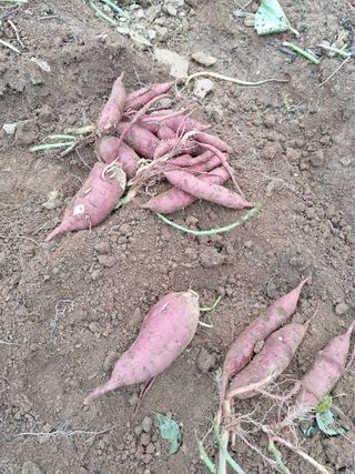 정희군님의 배추 · 영농일지 작성글 사진