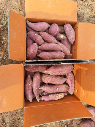 정희군님의 배추 · 영농일지 작성글 사진