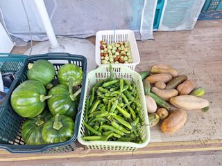 정희군님의 배추 · 영농일지 작성글 사진