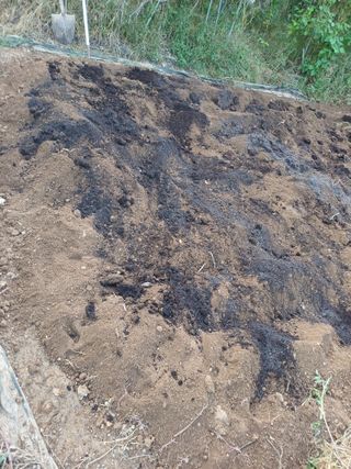 금돌비학님의 시금치 · 영농일지 작성글 사진