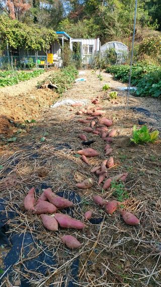 초보농부님의 고구마 · 영농일지 작성글 사진