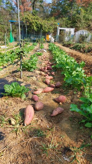초보농부님의 고구마 · 영농일지 작성글 사진