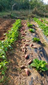 팜모닝 고구마·영농일지 게시글 이미지