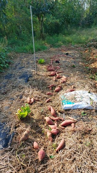 초보농부님의 고구마 · 영농일지 작성글 사진