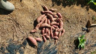 초보농부님의 고구마 · 영농일지 작성글 사진