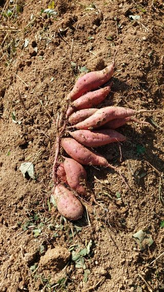 초보농부님의 고구마 · 영농일지 작성글 사진