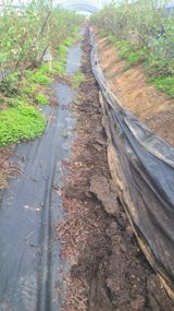 팜모닝 블루베리·영농일지 게시글 이미지