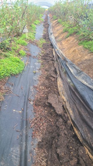 김동만님의 블루베리 · 영농일지 작성글 사진