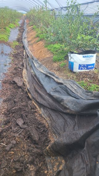 김동만님의 블루베리 · 영농일지 작성글 사진