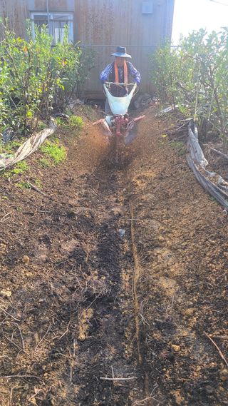 김동만님의 블루베리 · 영농일지 작성글 사진